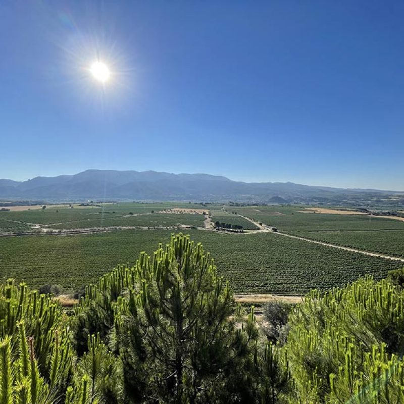 Viñedos de Somontano - Bodega Otto Bestué